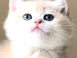 Bri̇ti̇sh Shorthai̇r Golden Ny11-Ay12 Değerini Bilenler