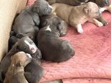American Bully Pocket Yavrular