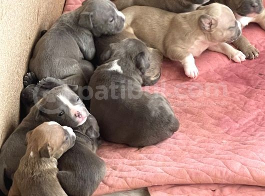 American Bully Pocket Yavrular görsel
