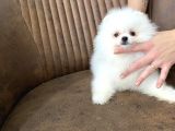 Show Sinifi Teddy Face Mi̇ni̇ Pomerani̇an Boo Kizimiz