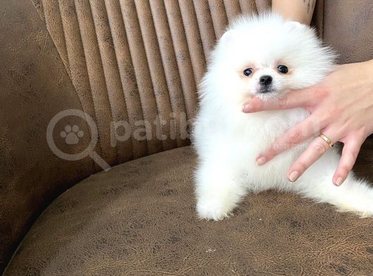 Show Sinifi Teddy Face Mi̇ni̇ Pomerani̇an Boo Kizimiz görsel