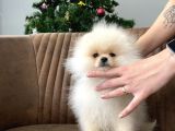 TEDDY SHOW SINIFI AİLEDEN SAFKAN POMERANİAN BOO