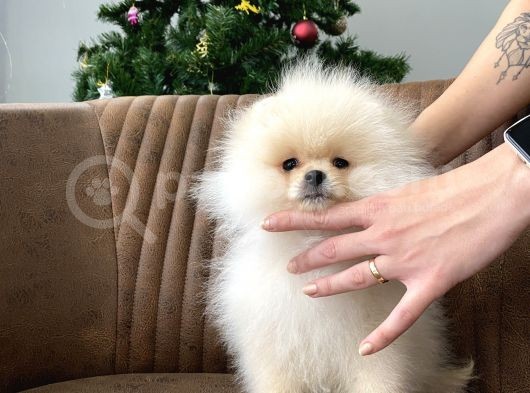 Teddy Show Sinifi Ai̇leden Safkan Pomerani̇an Boo