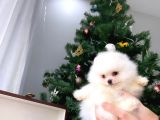 Show Sinifi Teddy Face Mi̇ni̇ Pomerani̇an Boo Kizimiz