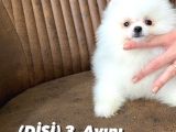 Show Sinifi Teddy Face Mi̇ni̇ Pomerani̇an Boo Kizimiz