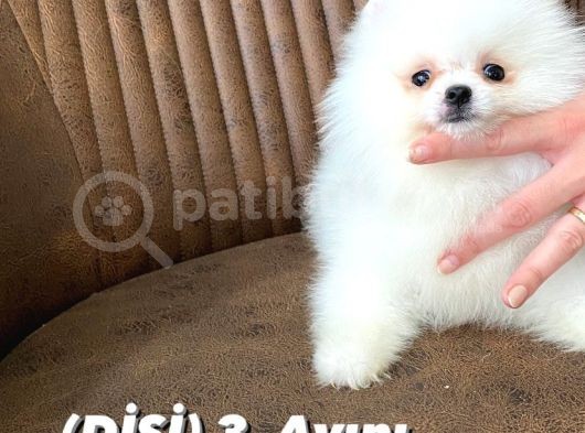 Show Sinifi Teddy Face Mi̇ni̇ Pomerani̇an Boo Kizimiz görsel