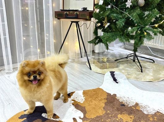 3 Yaş Üst Kali̇te Pet Sinifi Yeti̇şki̇n Pomerani̇an Boo