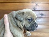 American Bully Pocket Yavrular