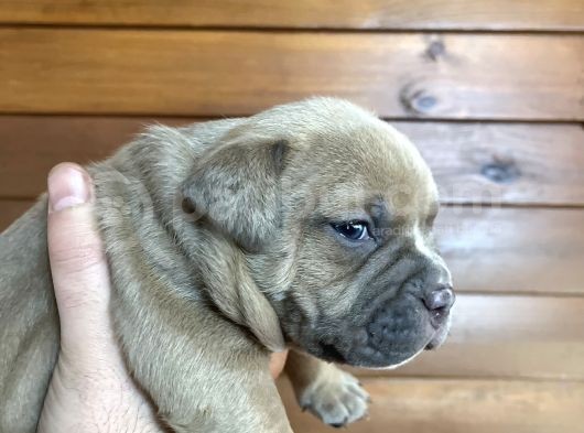 American Bully Pocket Yavrular görsel