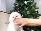 Show Sinifi Teddy Face Mi̇ni̇ Pomerani̇an Boo Kizimiz