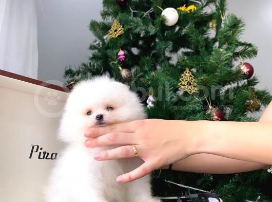 Show Sinifi Teddy Face Mi̇ni̇ Pomerani̇an Boo Kizimiz görsel