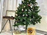 3 Yaş Üst Kali̇te Pet Sinifi Yeti̇şki̇n Pomerani̇an Boo