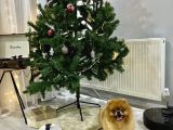 3 Yaş Üst Kali̇te Pet Sinifi Yeti̇şki̇n Pomerani̇an Boo