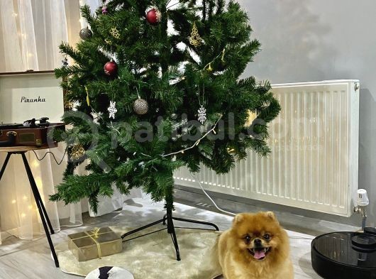 3 Yaş Üst Kali̇te Pet Sinifi Yeti̇şki̇n Pomerani̇an Boo görsel