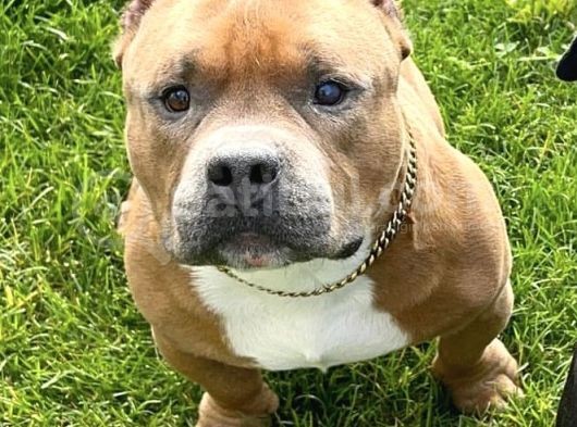 American Bully Pocket Yavrular