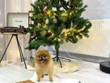 3 Yaş Üst Kali̇te Pet Sinifi Yeti̇şki̇n Pomerani̇an Boo