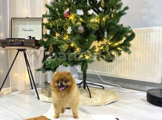 3 Yaş Üst Kali̇te Pet Sinifi Yeti̇şki̇n Pomerani̇an Boo görsel