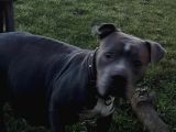 American Bully Pocket Yavrular