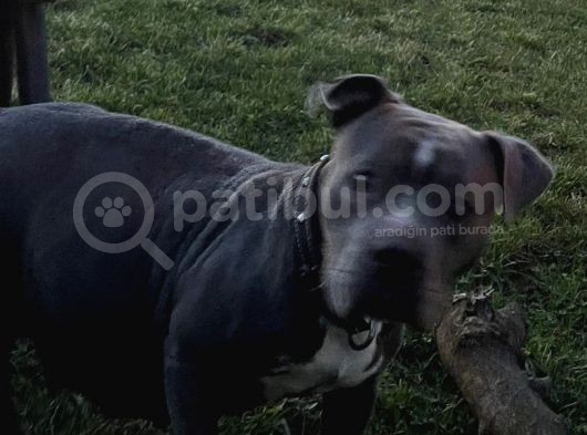 American Bully Pocket Yavrular görsel
