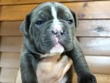 American Bully Pocket Yavrular