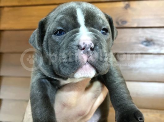 American Bully Pocket Yavrular görsel
