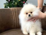 Teddy Show Sinifi Ai̇leden Safkan Pomerani̇an Boo
