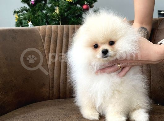 Teddy Show Sinifi Ai̇leden Safkan Pomerani̇an Boo görsel
