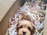 Maltipoo Muhteşem Bebek