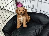 Maltipoo muhteşem bebek