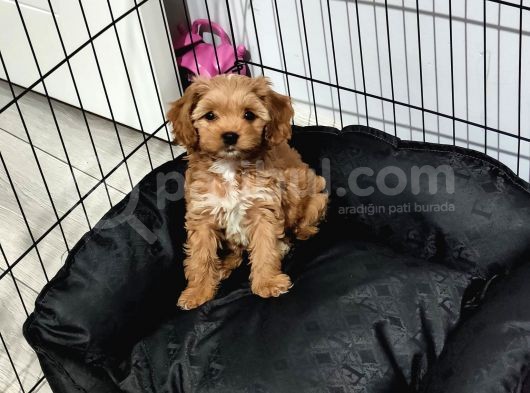 Maltipoo Muhteşem Bebek