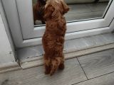 Maltipoo Muhteşem Bebek