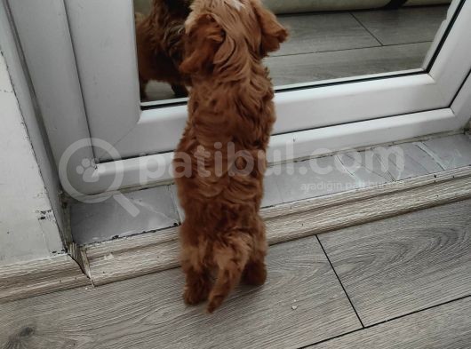 Maltipoo Muhteşem Bebek görsel