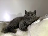 Özel Ayı Surat Bal Yanak Bebeklerim Safkan British Shorthair