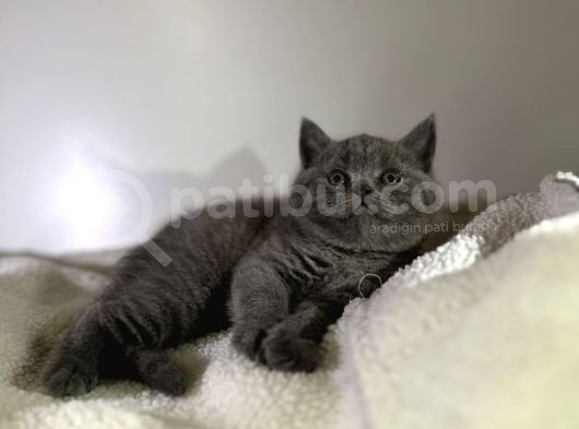 Özel Ayı Surat Bal Yanak Bebeklerim Safkan British Shorthair görsel