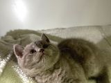 Özel Ayı Surat Bal Yanak Bebeklerim Safkan British Shorthair