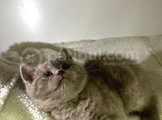 Özel Ayı Surat Bal Yanak Bebeklerim Safkan British Shorthair görsel