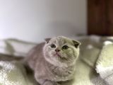 Özel Ayı Surat Bal Yanak Bebeklerim Safkan British Shorthair