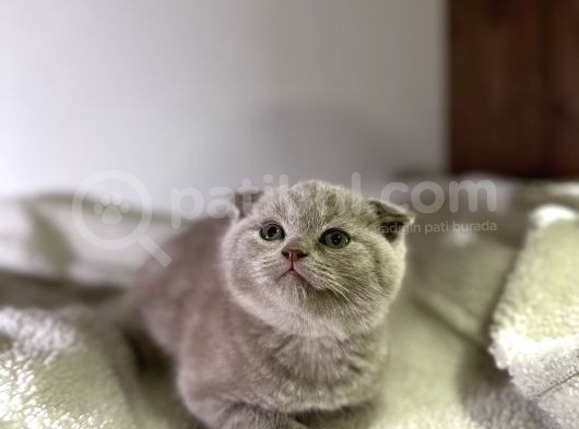 Özel Ayı Surat Bal Yanak Bebeklerim Safkan British Shorthair görsel