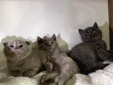Özel Ayı Surat Bal Yanak Bebeklerim Safkan British Shorthair