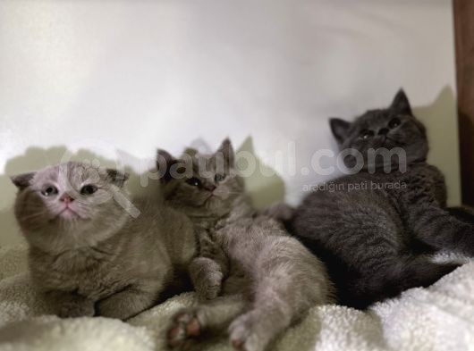 Özel Ayı Surat Bal Yanak Bebeklerim Safkan British Shorthair görsel