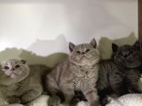 Özel ayı surat bal yanak bebeklerim safkan British Shorthair
