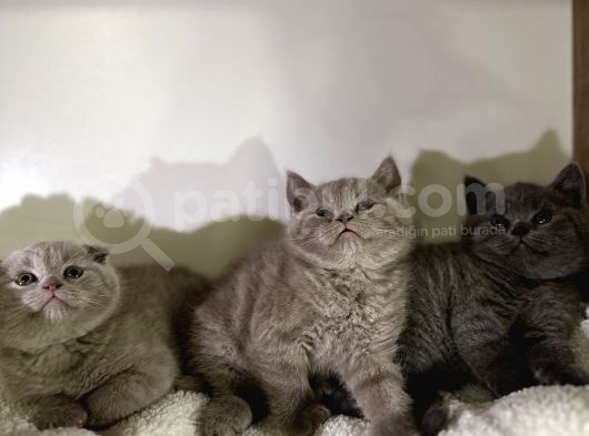 Özel Ayı Surat Bal Yanak Bebeklerim Safkan British Shorthair
