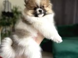 3 Aylık Pomeranian Party Color