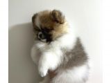 3 Aylık Pomeranian Party Color