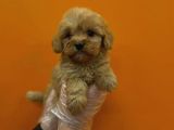 SAF IRK MALTİPOO YAVRULARI