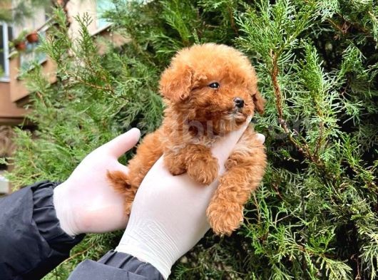Üst Kalite Kore Kanı Toy Poodle Yavrularimiz