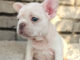 Süper Kalite Ve Muhteşem Güzellik French Bulldog Platinyum E