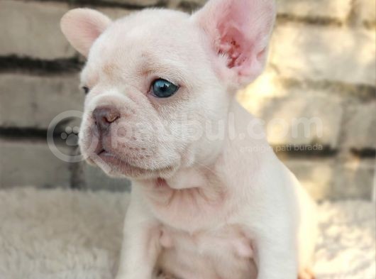 Süper Kalite Ve Muhteşem Güzellik French Bulldog Platinyum E