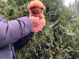 Üst Kalite Kore Kanı Toy Poodle Yavrularimiz