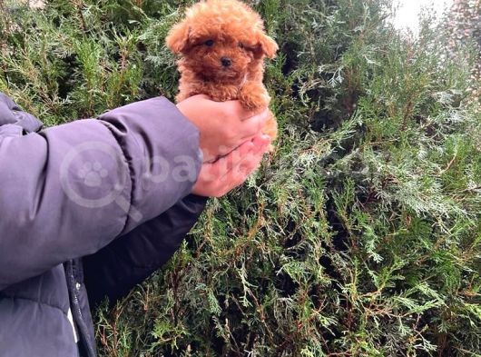 Üst Kalite Kore Kanı Toy Poodle Yavrularimiz görsel
